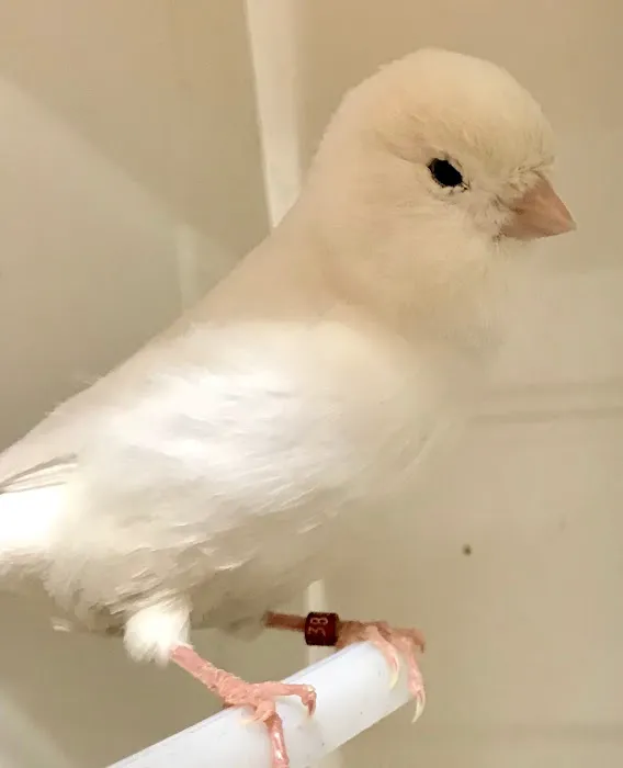 World of Birds Picture 9