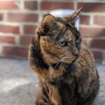 Concord Pike Veterinary Hospital