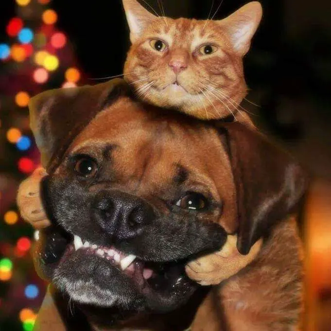 Concord Pike Veterinary Hospital Picture 7