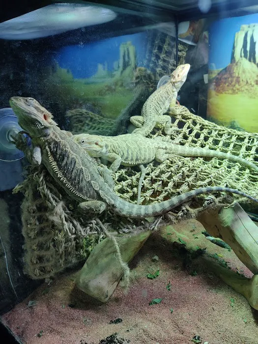 Adam's Pet Safari Picture 6