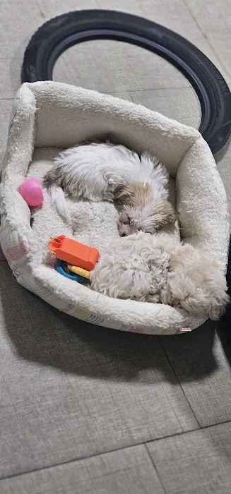 Smart Puppies For Sale, Inc. Picture 9