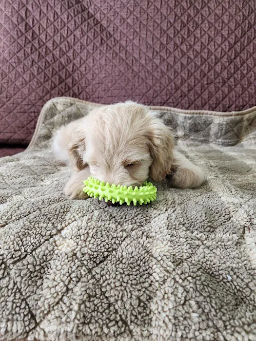 Smart Puppies For Sale, Inc. Picture 10