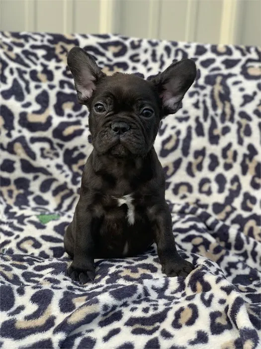 Connecticut Puppies For Sale Picture 2