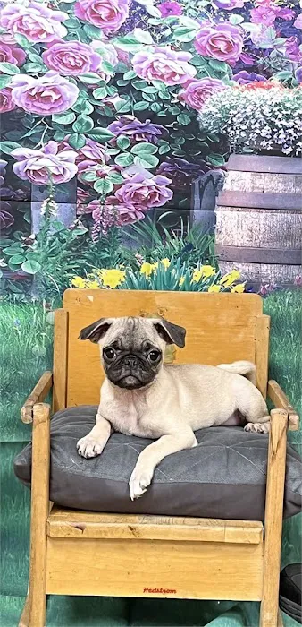 Connecticut Puppies For Sale Picture 3