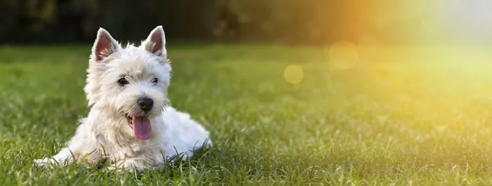 Connecticut Puppies For Sale Picture 1