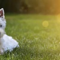 Connecticut Puppies For Sale ico