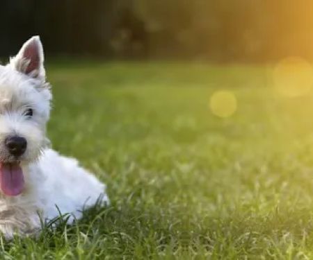Connecticut Puppies For Sale
