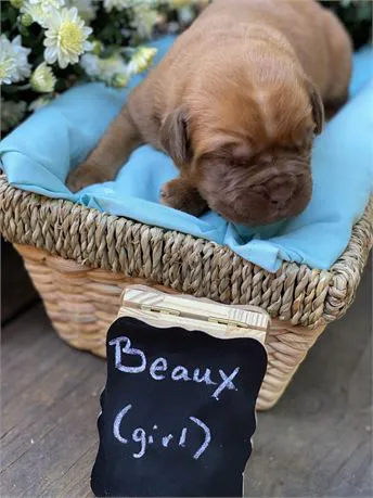 Connecticut Puppies For Sale Picture 5