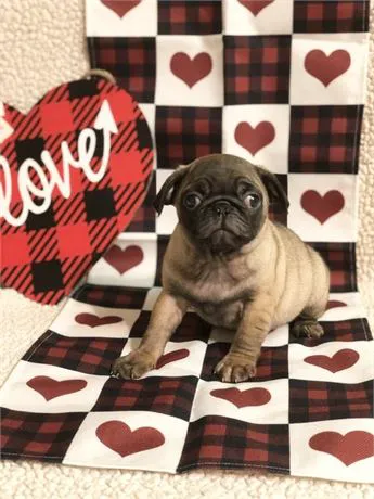 Connecticut Puppies For Sale Picture 4