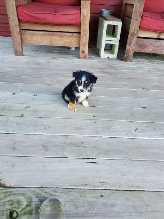 Connecticut Puppies For Sale Picture 6