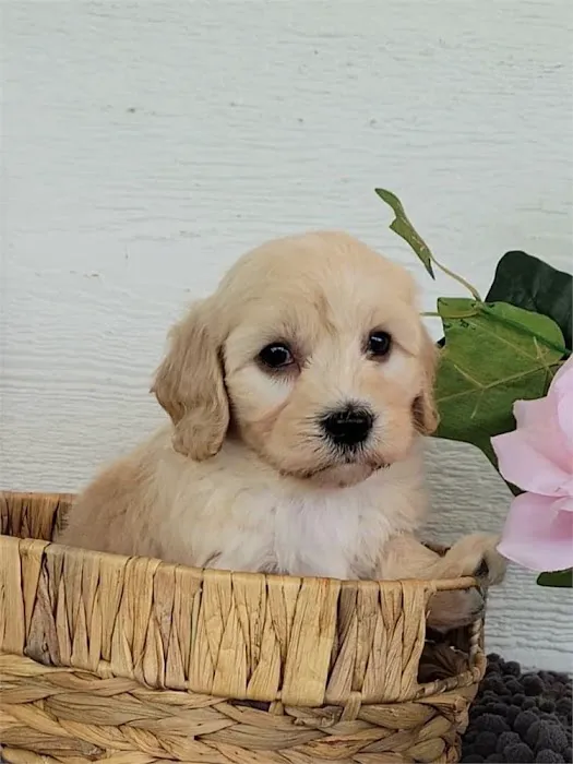 Connecticut Puppies For Sale Picture 10