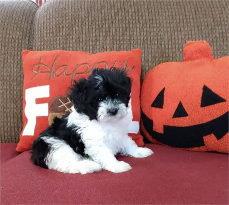 Connecticut Puppies For Sale Picture 7