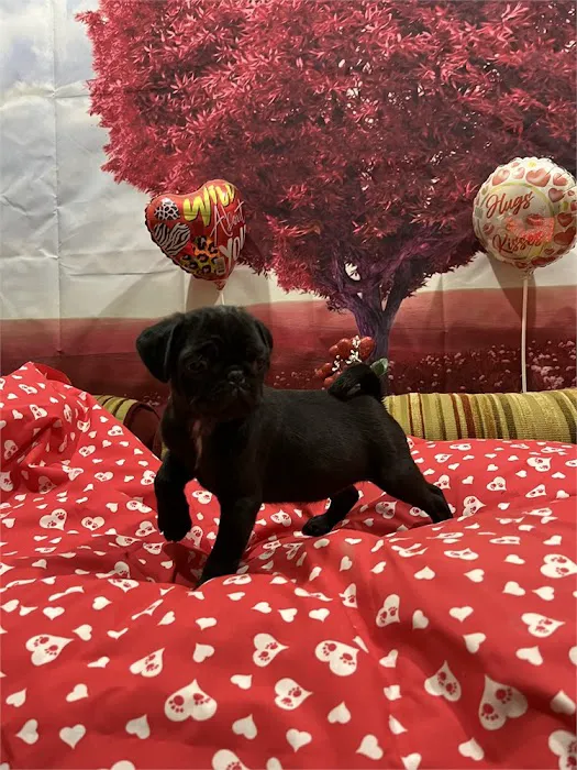 Connecticut Puppies For Sale Picture 9