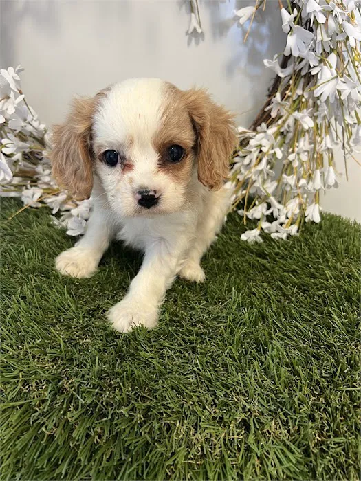 Connecticut Puppies For Sale Picture 8