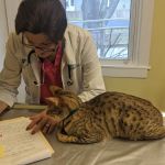 Animal Wellness Center