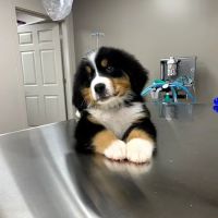 Old Ridge Veterinary Hospital ico