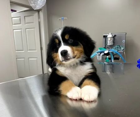 Old Ridge Veterinary Hospital