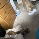 Aardvark Pet Supplies Inc.