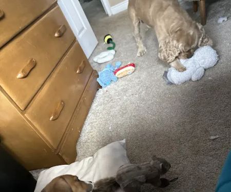 Aardvark Pet Supplies Inc.