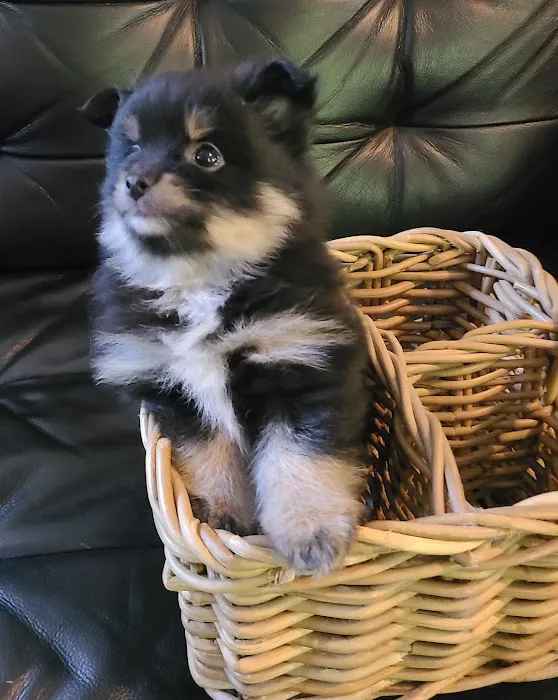 Bella Luna Pomeranians Picture 3