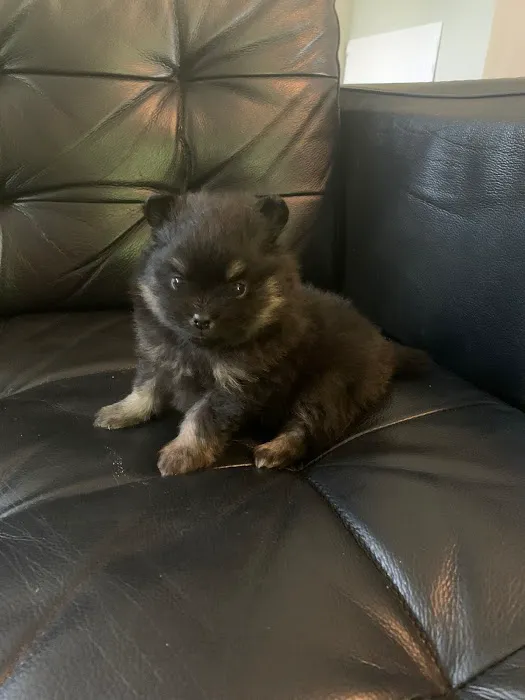 Bella Luna Pomeranians Picture 2