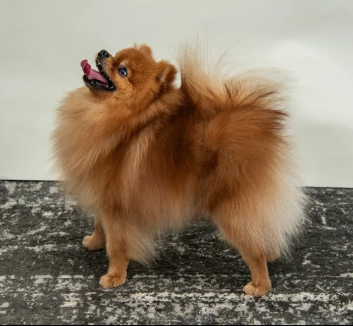Bella Luna Pomeranians Picture 1