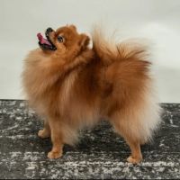 Bella Luna Pomeranians ico