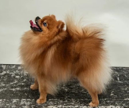 Bella Luna Pomeranians