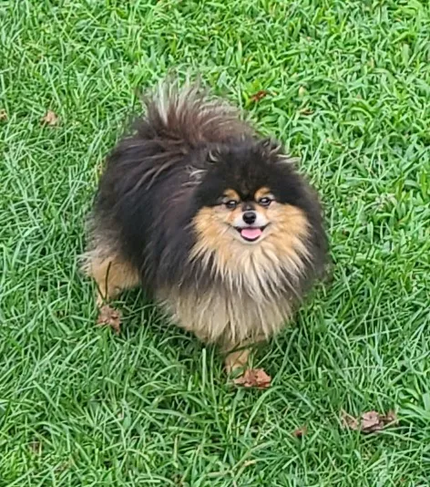 Bella Luna Pomeranians Picture 5