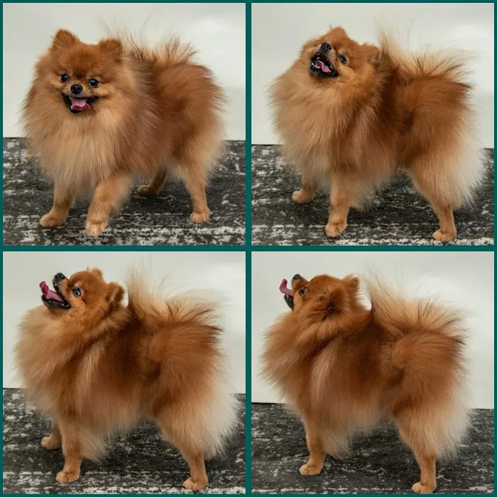 Bella Luna Pomeranians Picture 4