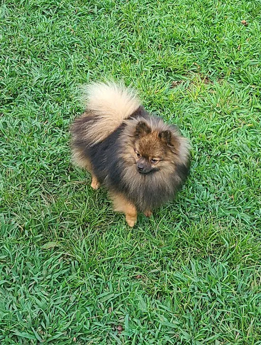 Bella Luna Pomeranians Picture 6