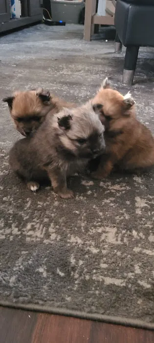 Bella Luna Pomeranians Picture 7