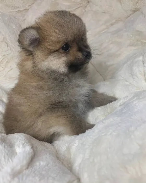 Bella Luna Pomeranians Picture 9