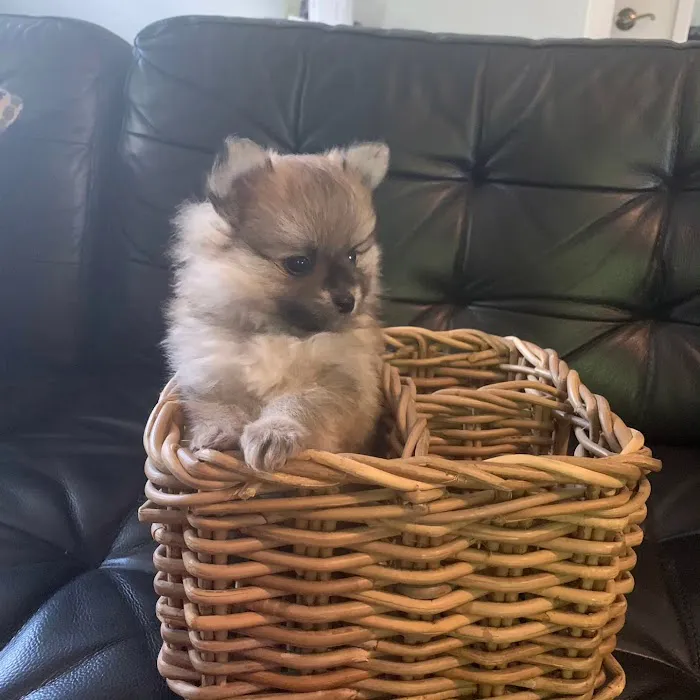 Bella Luna Pomeranians Picture 8