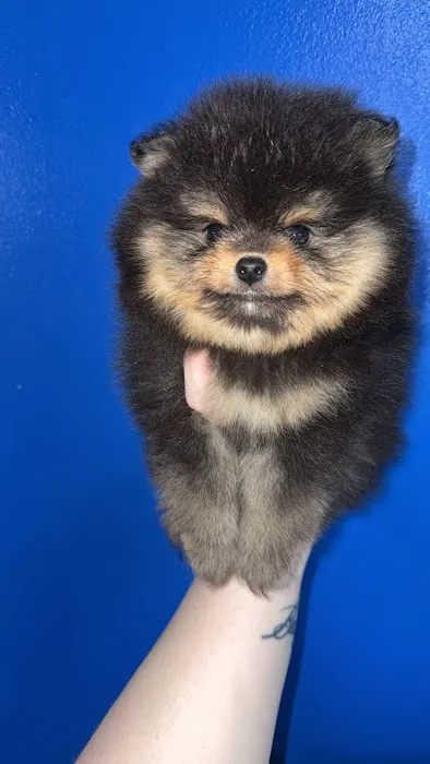 Bella Luna Pomeranians Picture 10