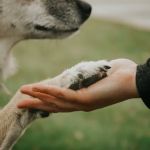 First State Urgent Vet