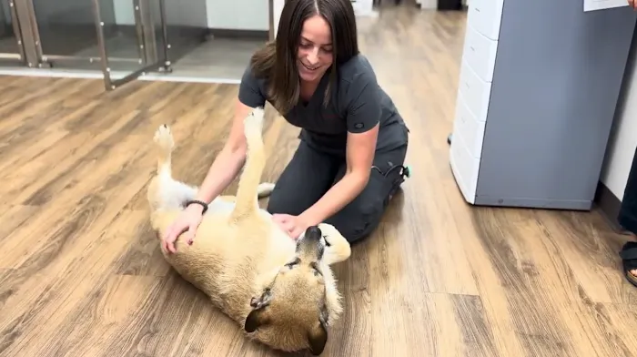 First State Urgent Vet Picture 2