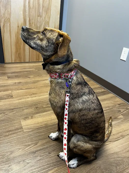 First State Urgent Vet Picture 5