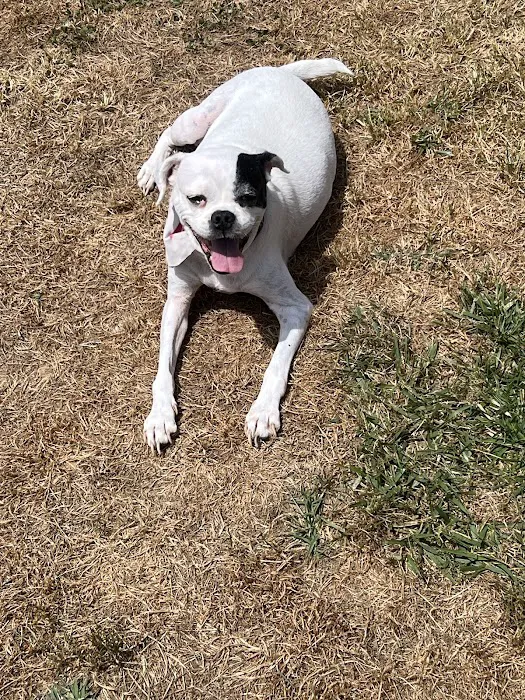 First State Urgent Vet Picture 9