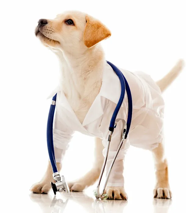 Glen Mills Veterinary Hospital Picture 2