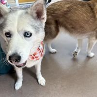 Glen Mills Veterinary Hospital ico