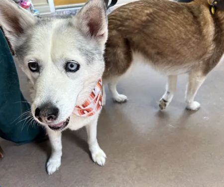 Glen Mills Veterinary Hospital
