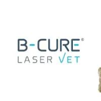 B-Cure Laser Vet ico