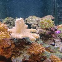 Zoo Pet Center ico