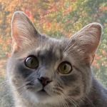 VIP Petcare Vaccination Clinic