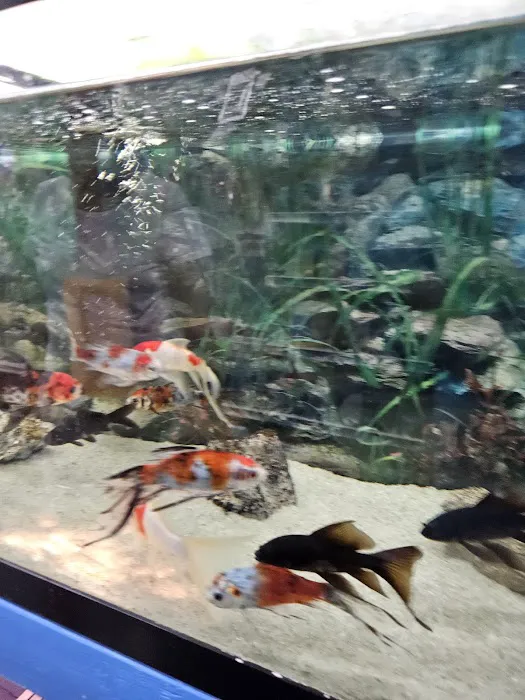 South Shore Tropicals Picture 3