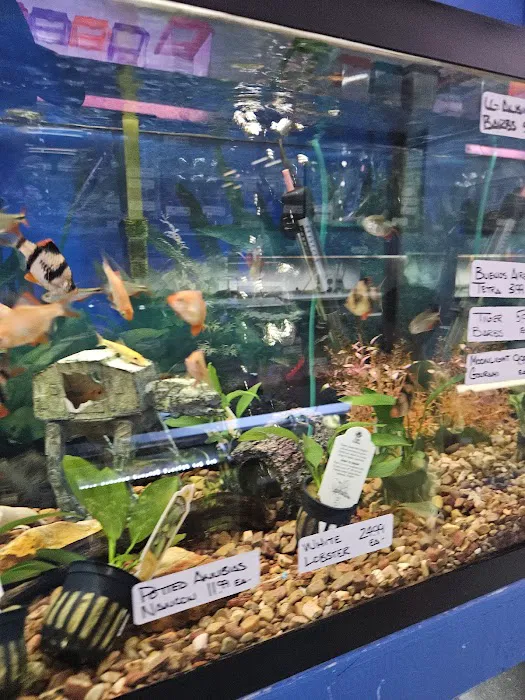 South Shore Tropicals Picture 7