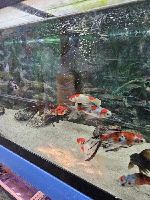 South Shore Tropicals Picture 8