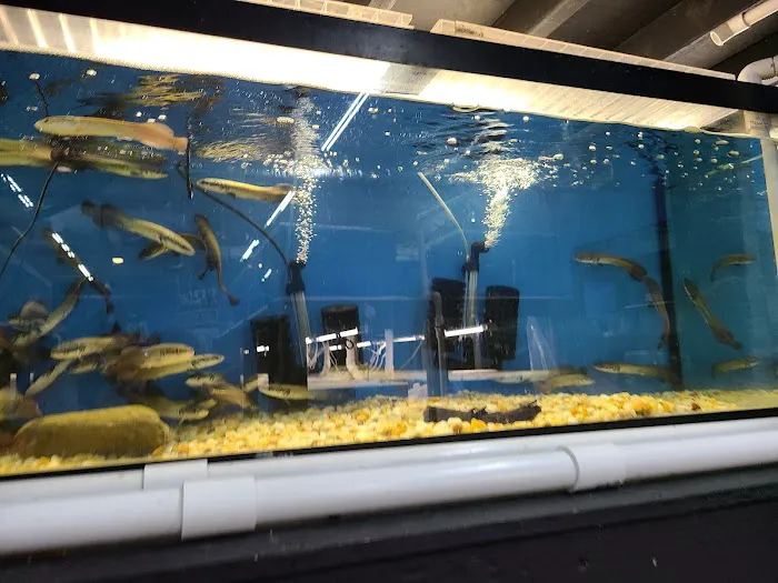 PREDATORY FINS Picture 2