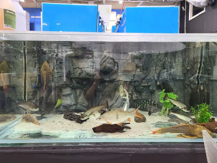 PREDATORY FINS Picture 3
